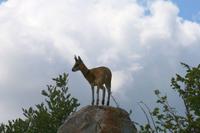 Krüger-Nationalpark - Klippspringer