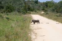 Krüger-Nationalpark - Warzenschwein
