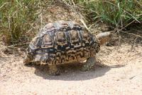 Krüger-Nationalpark - Leopardenschildkröte