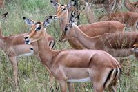 Krüger-Nationalpark - Impalas