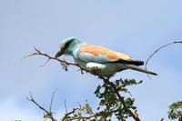 Krüger-Nationalpark - Blauracke