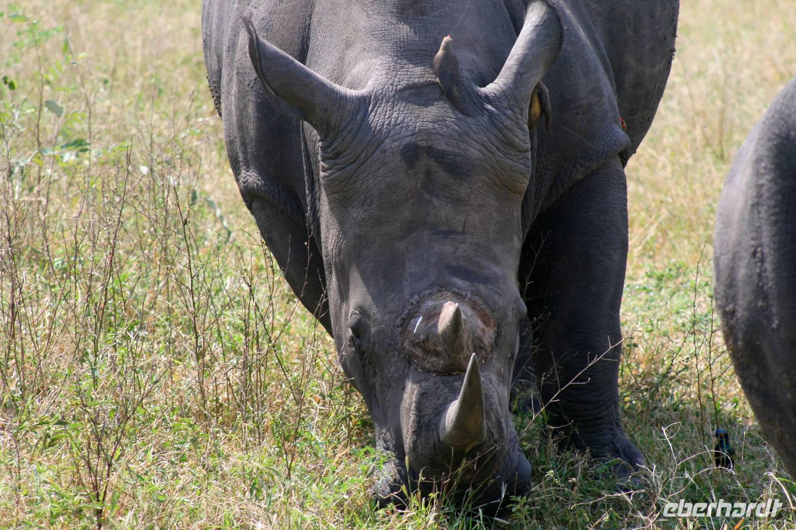 Krüger-Nationalpark - auf Pirsch