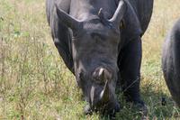 Krüger-Nationalpark - auf Pirsch