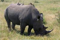 Krüger-Nationalpark - auf Pirsch