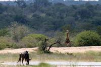 Krüger-Nationalpark - auf Pirsch
