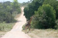 Krüger-Nationalpark - auf Pirsch