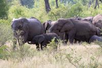 Krüger-Nationalpark - auf Pirsch