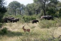 Krüger-Nationalpark - auf Pirsch