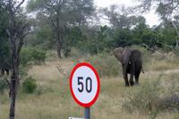 Tempolimit auch für Elefanten