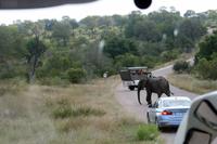 Krüger-Nationalpark - auf Pirsch