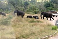 Krüger-Nationalpark - auf Pirsch