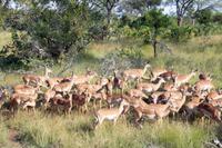 Krüger-Nationalpark - Impalas