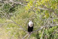 Krüger-Nationalpark - Schreiseeadler