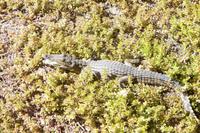 Am Ufer des Sambesis gesichtet