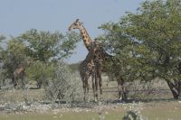 58 Giraffenfamilie