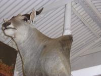 Eland Antilope