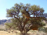 Vogelnester der Webervögel