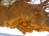 Vogelnester der Webervögel