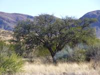 Katzentour Hammerstein Lodge