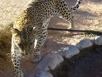 Leopard Susi