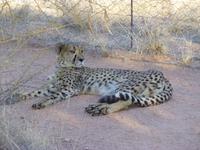 Gepard