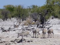  Etosha Nationalpark