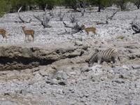 Etosha Nationalpark