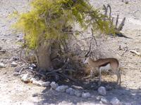 Etosha Nationalpark