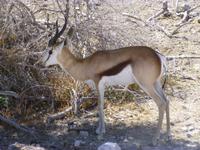 Etosha Nationalpark