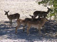 Etosha Nationalpark