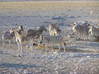 Etosha Nationalpark