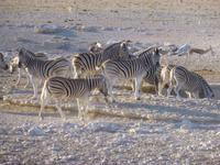 Etosha Nationalpark
