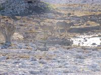 Etosha Nationalpark