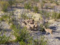 Etosha Nationalpark