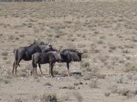 Etosha Nationalpark