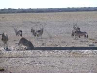 Etosha Nationalpark