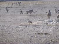 Etosha Nationalpark