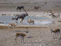Etosha Nationalpark