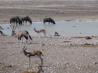Etosha Nationalpark
