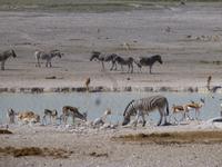 Etosha Nationalpark