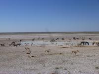 Etosha Nationalpark