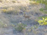 Etosha Nationalpark