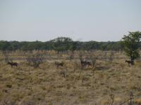 Etosha Nationalpark