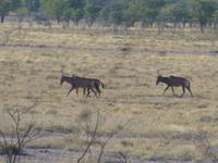Etosha Nationalpark