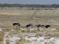 Etosha Nationalpark