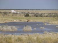Löwen am Wasserloch