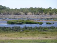 Etosha Nationalpark