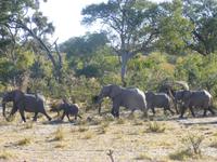 Safari im Mudumu Nationalpark