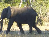 Safari im Mudumu Nationalpark