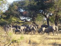 Safari im Mudumu Nationalpark